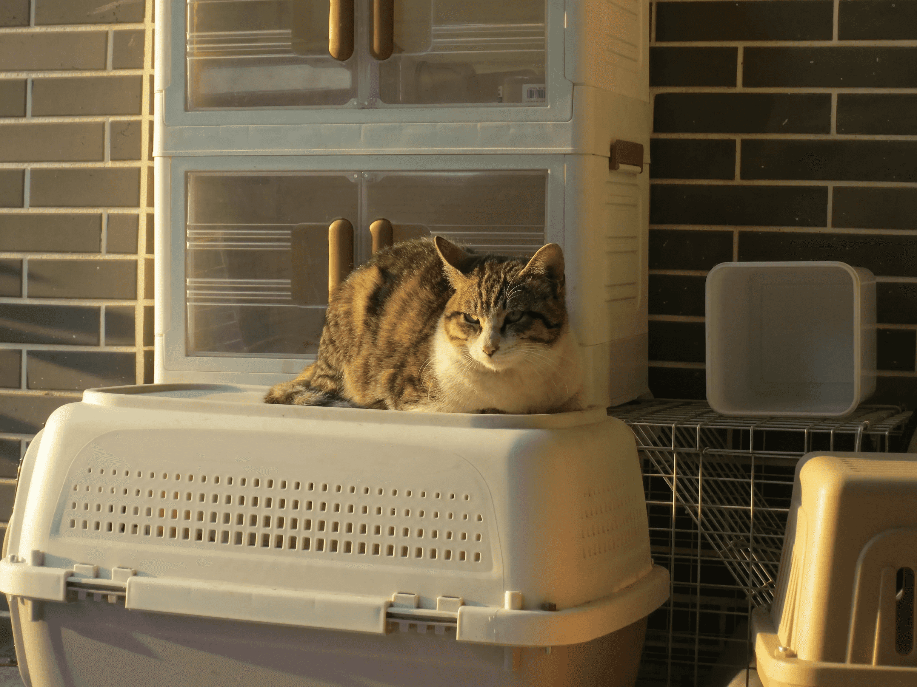 猫咪照片 2
