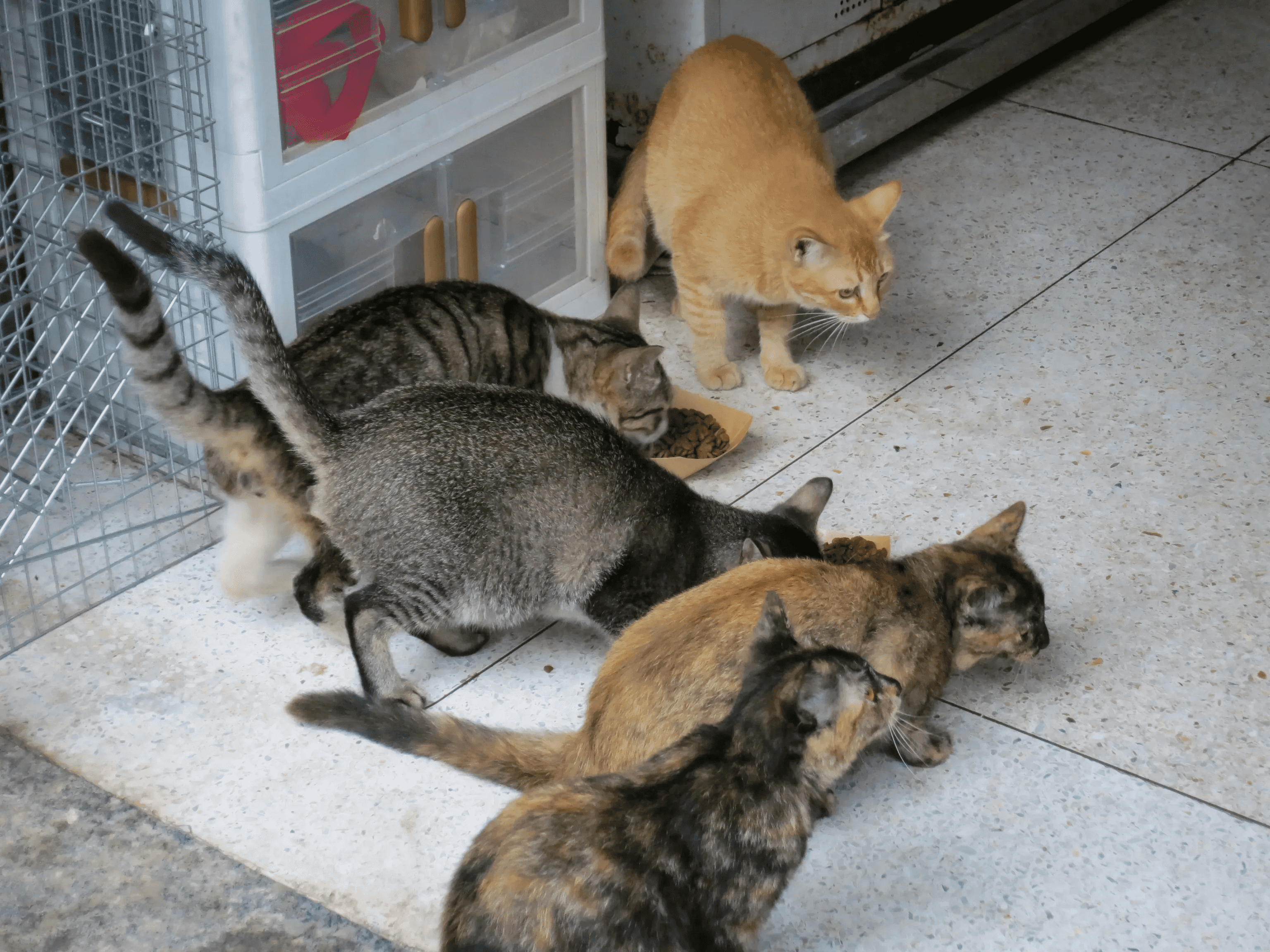 猫咪照片 4