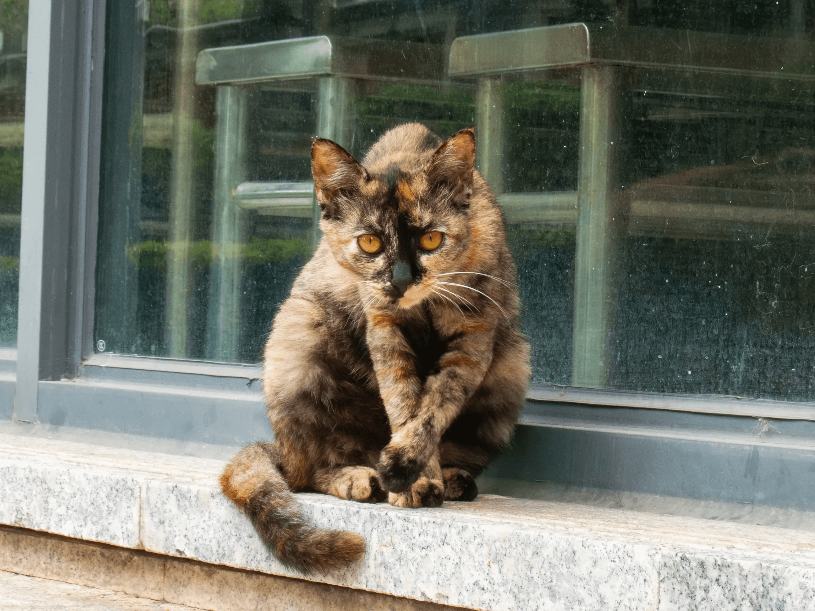 猫咪照片 5