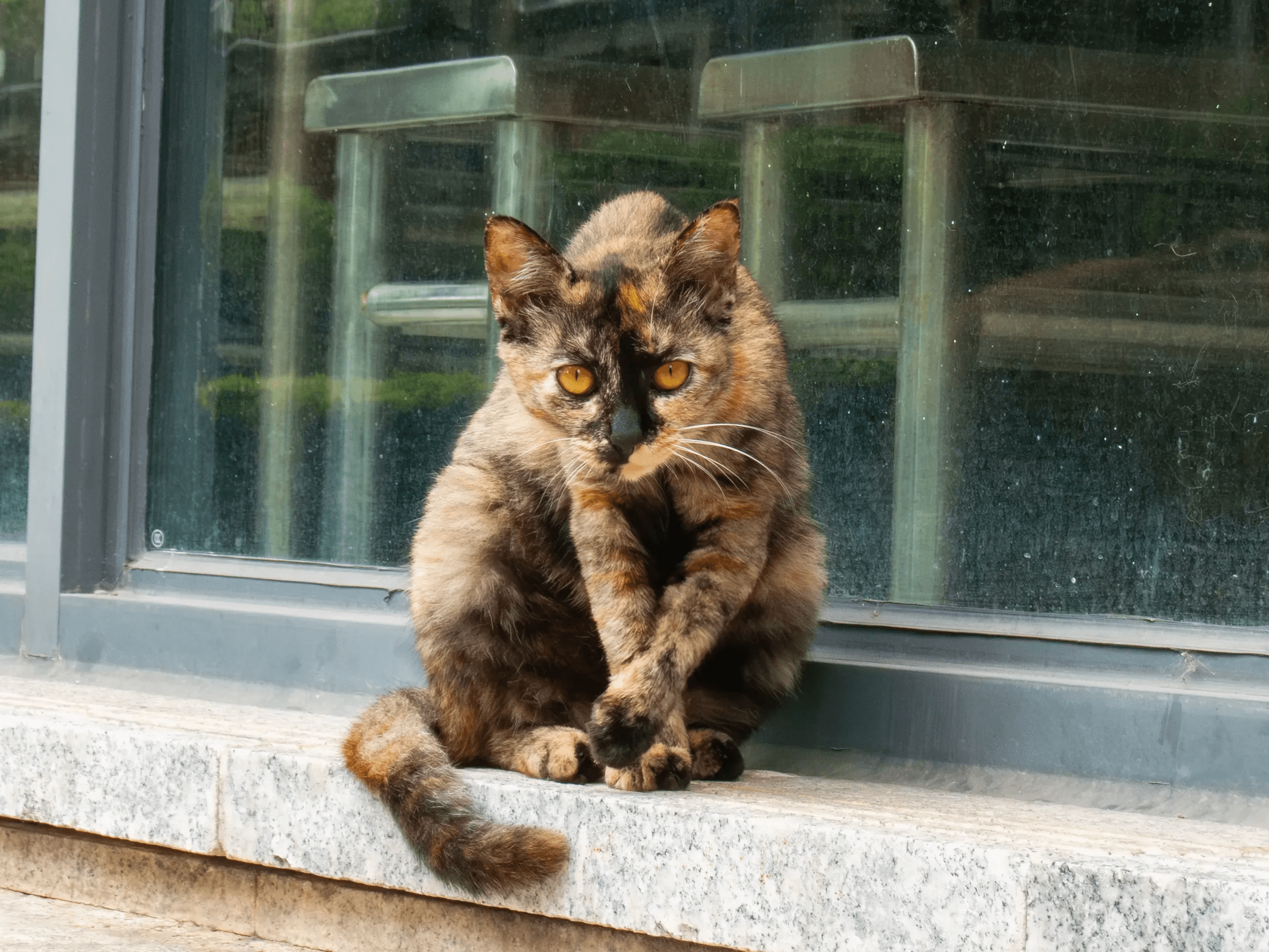 猫咪照片 5